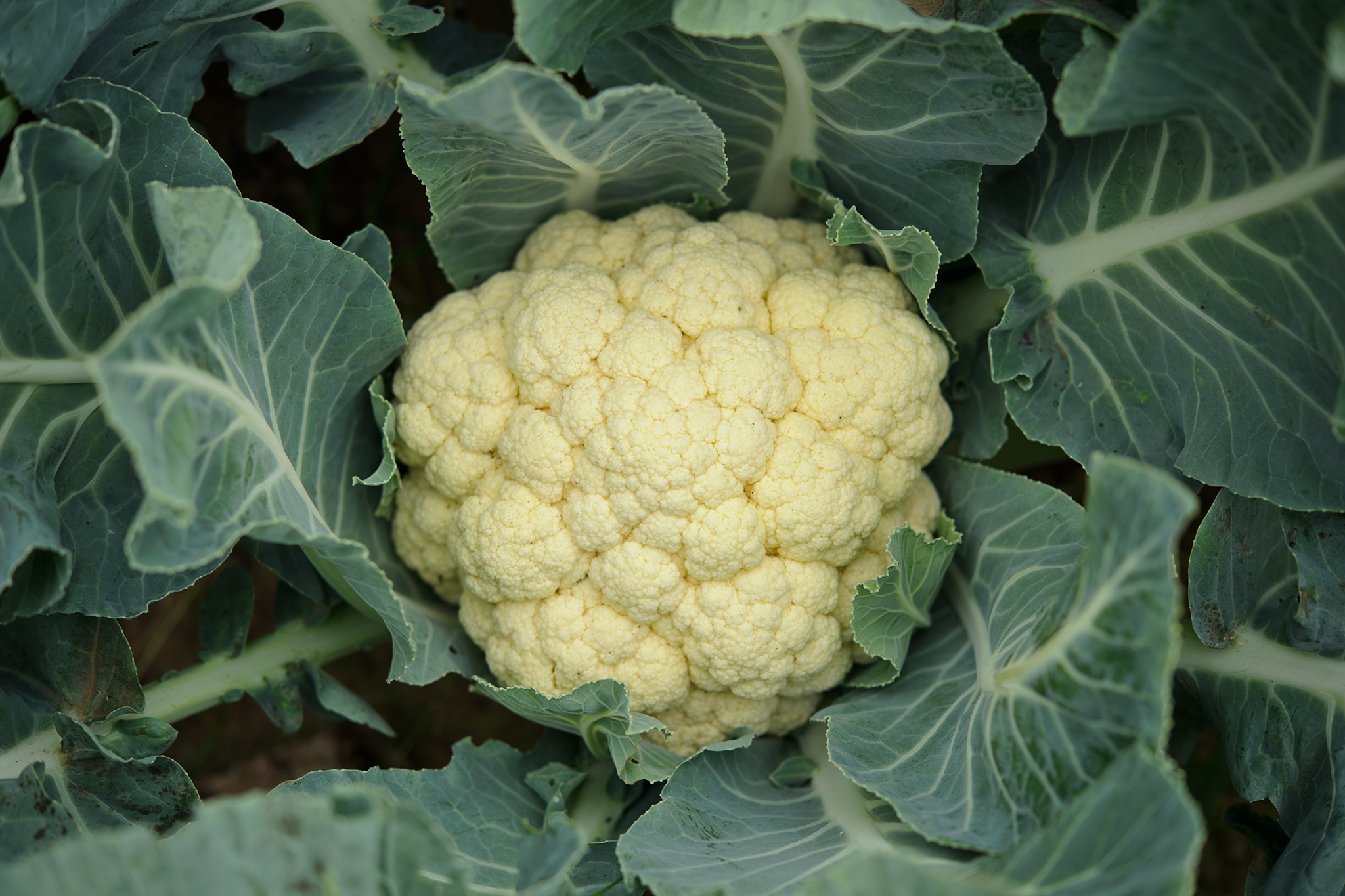Представитель Семейства Brassicaceae